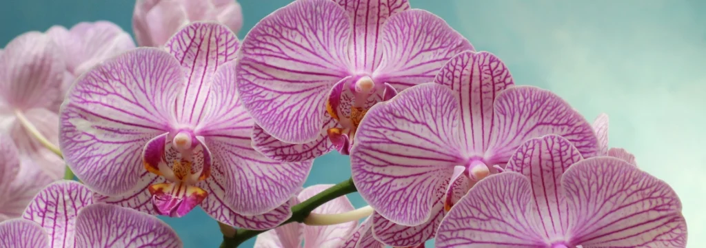 Orchidee