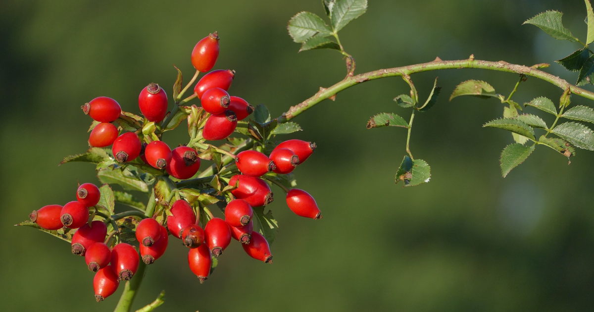 Hagebutten: Gesunde Alleskönner für Ihr Wohlbefinden