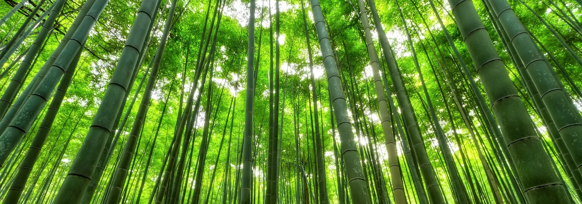 Bambus: Ein vielseitiges und nachhaltiges Wunder der Natur