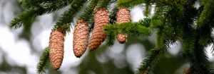 Fünf reife Tannenzapfen hängen an einem grünen Baumzweig, umgeben von Nadeln, ideal für Natur- und Gartenliebhaber.