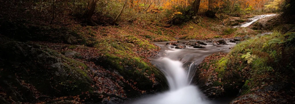 Ein fließender Bach mit klarem Wasser, umgeben von herbstlichen Blättern und Bäumen.