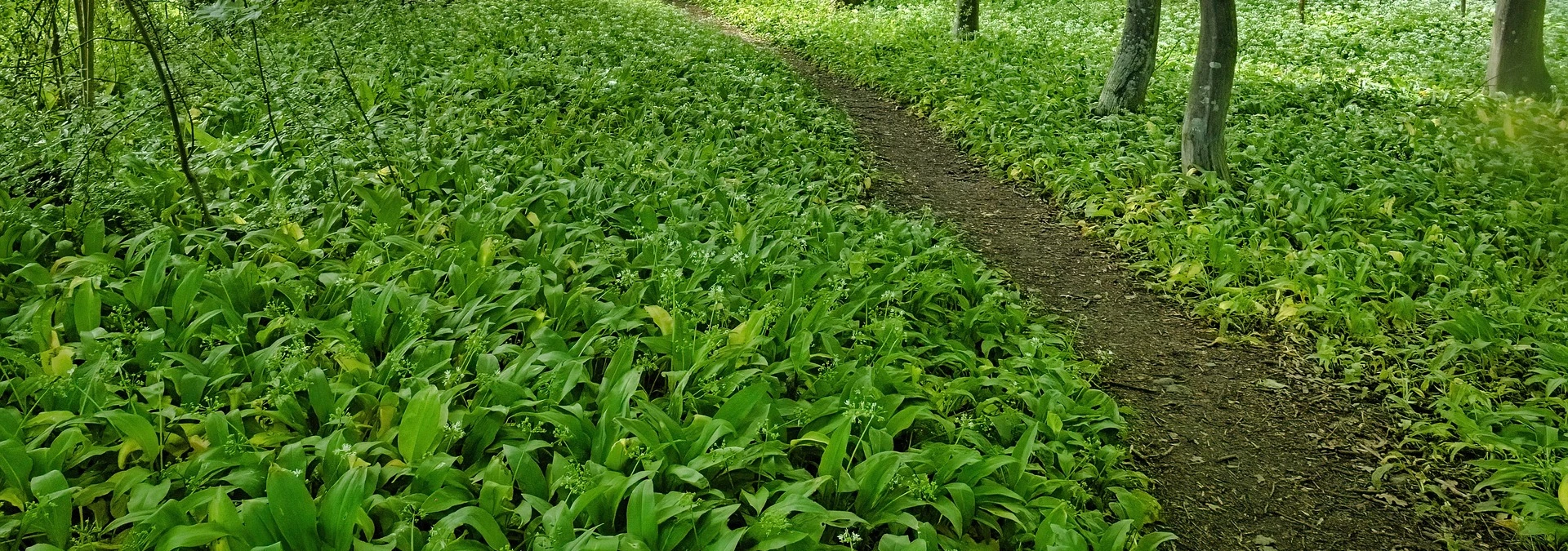 Bärlauch – Das würzige Wildkraut