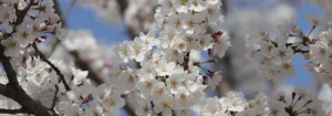Nahaufnahme von blühenden Kirschblüten mit weißen Blütenblättern und gelben Staubgefäßen.
