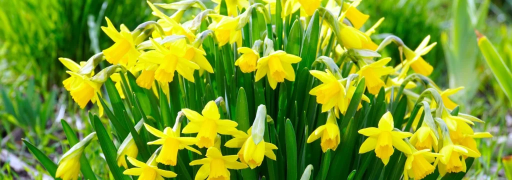 Eine Gruppe von gelben Narzissenblüten mit grünen Blättern in einem Garten.