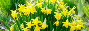 Eine Gruppe von gelben Narzissenblüten mit grünen Blättern in einem Garten.