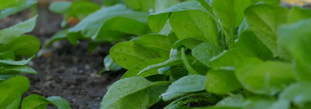 Grüne Spinatblätter mit Wassertropfen auf der Oberfläche, im Garten angepflanzt.