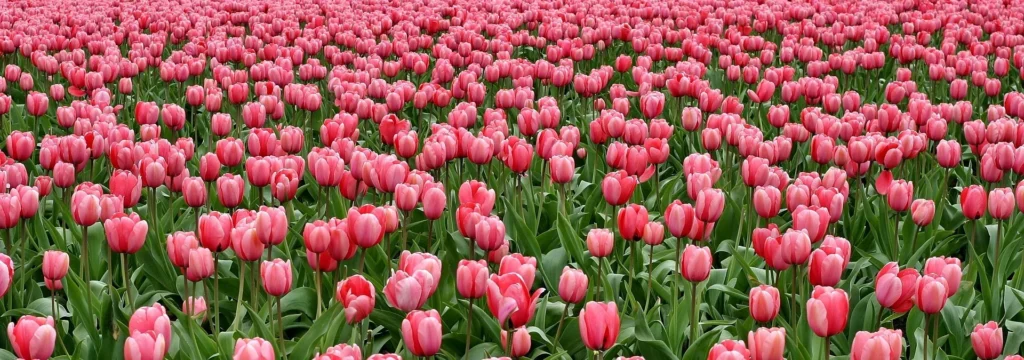 Ein großes Feld mit rosa Tulpen, die in gleichmäßigen Reihen angeordnet sind.