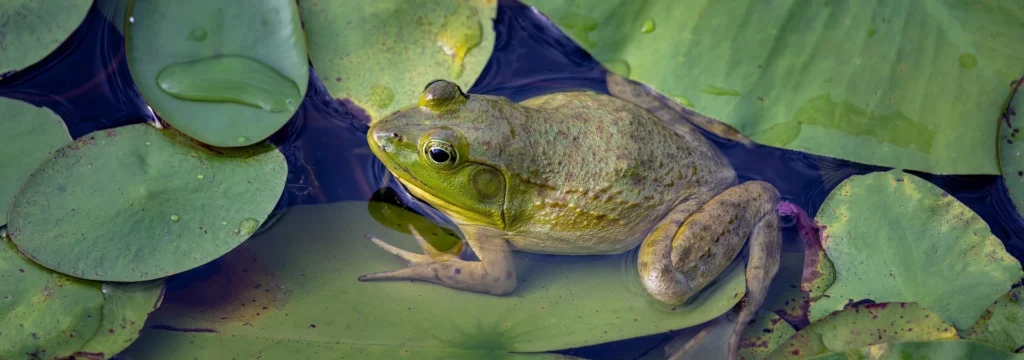 Ein grüner Frosch sitzt auf einem Seerosenblatt in einem Gewässer.