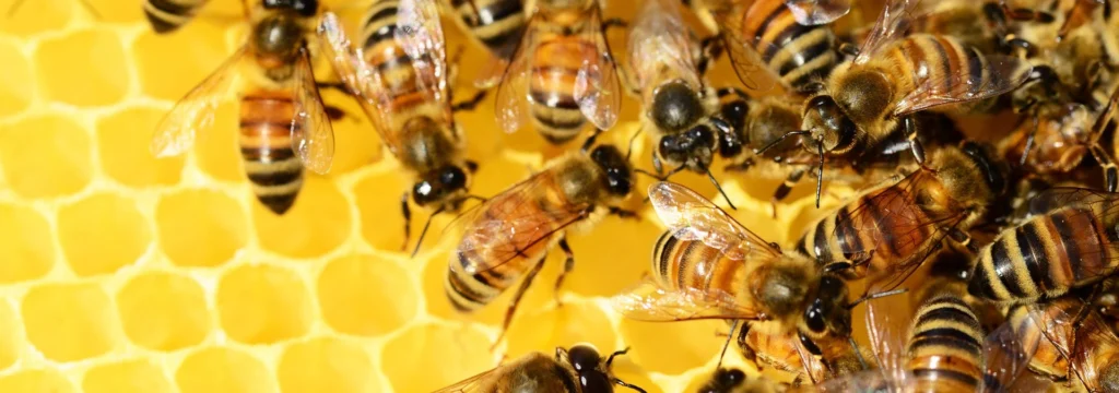 Eine Gruppe von Honigbienen auf einer Wabe mit gelben Wabenstrukturen im Hintergrund.