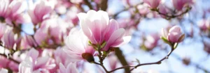 Nahaufnahme von Magnolienblüten in Rosa- und Weißtönen an einem Baum.