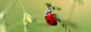 Ein Marienkäfer mit roten Flügeln und schwarzen Punkten sitzt auf einem Grashalm.