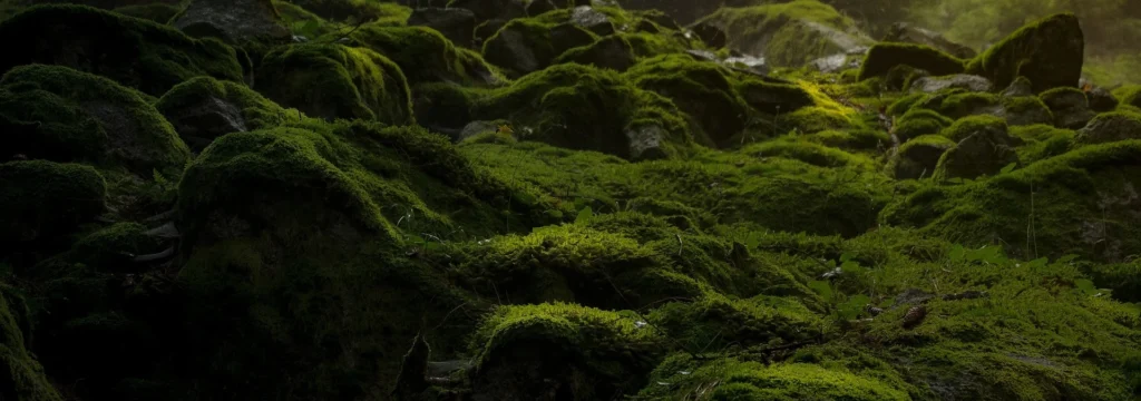 Moos, das auf einer Gruppe von Steinen in einem Wald wächst, mit sanftem Licht, das darauf fällt.