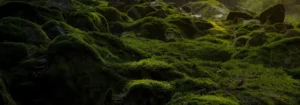 Moos, das auf einer Gruppe von Steinen in einem Wald wächst, mit sanftem Licht, das darauf fällt.