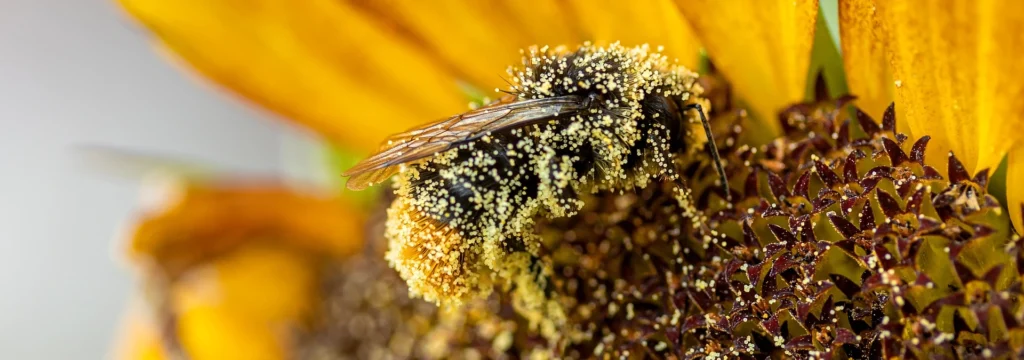 Eine Biene, die mit Pollen bedeckt ist, sitzt auf einer Sonnenblume.