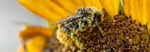 Eine Biene, die mit Pollen bedeckt ist, sitzt auf einer Sonnenblume.