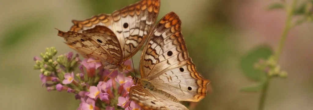 Zwei Schmetterlinge mit orangefarbenen und braunen Flügeln auf einer Blume mit lila Blüten.