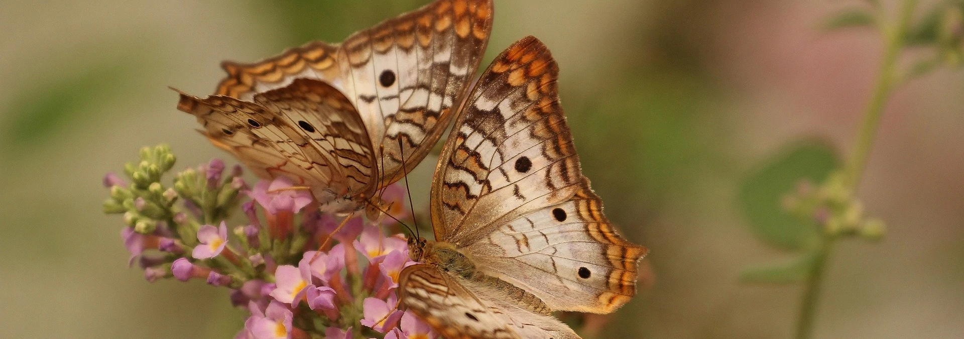 Schmetterlinge – Farbenfrohe Boten der Natur