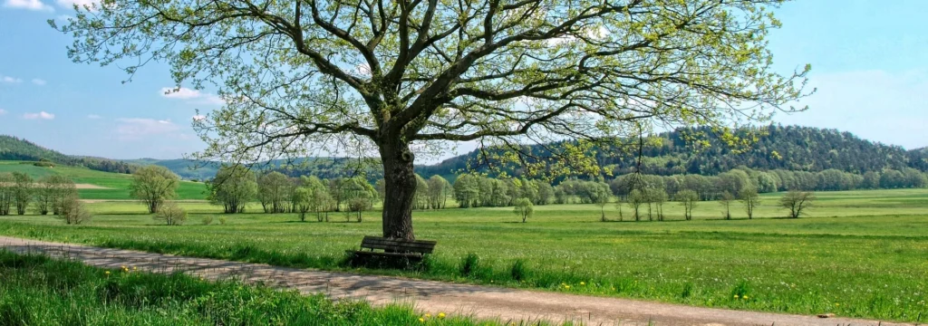 Ein einzelner Baum mit frischem Laub steht neben einer Bank in einer weitläufigen Wiesenlandschaft.