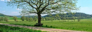 Ein einzelner Baum mit frischem Laub steht neben einer Bank in einer weitläufigen Wiesenlandschaft.