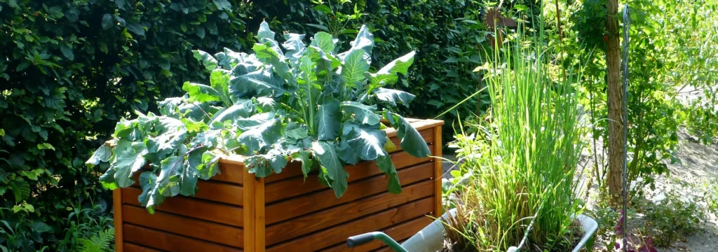 Ein Hochbeet aus Holz mit verschiedenen Gemüsepflanzen, darunter Blattgemüse, im Garten.