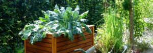 Ein Hochbeet aus Holz mit verschiedenen Gemüsepflanzen, darunter Blattgemüse, im Garten.
