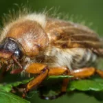 Nahaufnahme eines Junikäfers mit braunem Körper und roten Antennen auf einem grünen Blatt.