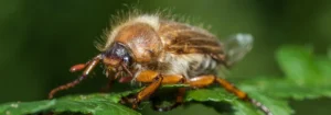 Nahaufnahme eines Junikäfers mit braunem Körper und roten Antennen auf einem grünen Blatt.