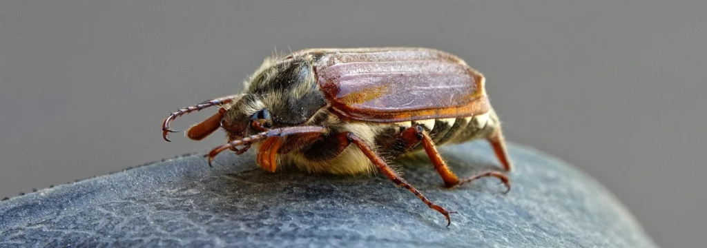 Nahaufnahme eines Maikäfers mit braunem Körper und sichtbaren Fühlern auf einer dunklen Oberfläche.