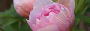 Rosa Pfingstrose mit weichen Blütenblättern und grünem Laub im Hintergrund.