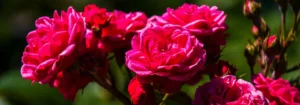 Rosen