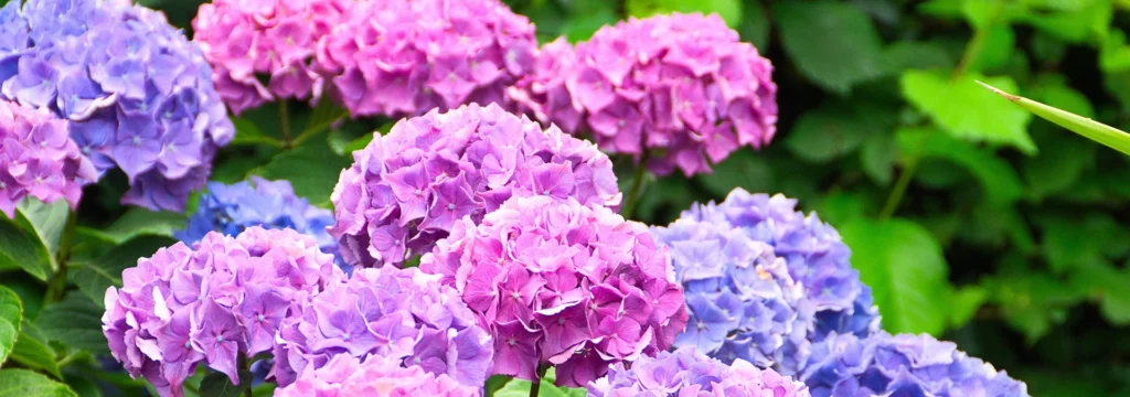 Bunte Hortensienblüten in Lila-, Rosa- und Blautönen in einem Garten.