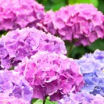 Bunte Hortensienblüten in Lila-, Rosa- und Blautönen in einem Garten.