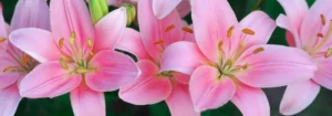 Nahaufnahme von mehreren pinken Lilienblüten mit gelben Staubgefäßen.