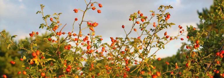 Die Hagebutte – eine nährstoffreiche Frucht aus dem Garten