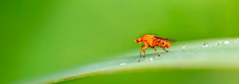 Wie funktioniert eine Fruchtfliegenfalle?