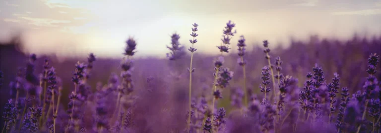 Die vielseitige Wirkung von Lavendel 