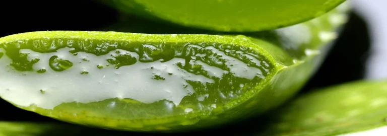 Aloe Vera Gel: Ein Wundermittel der Natur