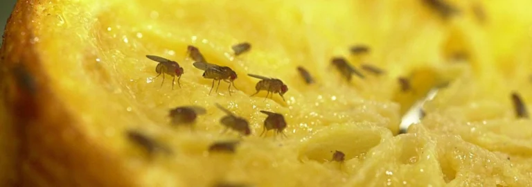 Fruchtfliegen: Effektive Methoden gegen die kleinen Plagegeister