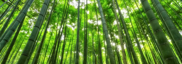 Bambus: Ein vielseitiges und nachhaltiges Wunder der Natur