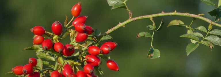 Hagebutten: Gesunde Alleskönner aus der Natur