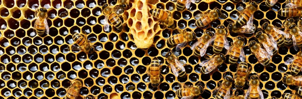 Bienen