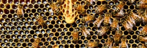 Bienen
