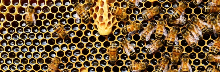 Tag der Biene – Warum wir die Bienen feiern und schützen müssen