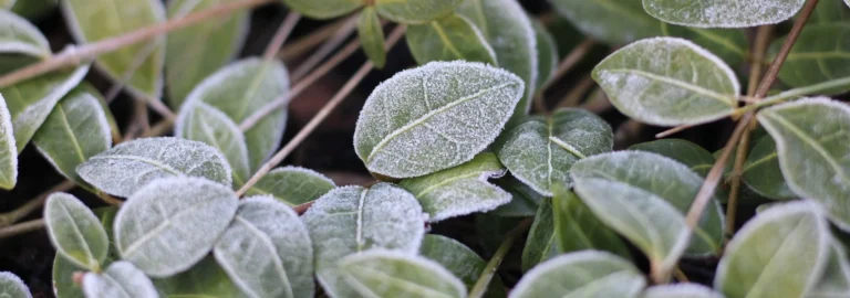 Natürlicher Frostschutz für Pflanzen: Effektive Methoden