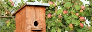 Ein Holz-Vogelhaus, das an einem Apfelbaum hängt, umgeben von reifen Äpfeln und grünem Laub, ideal für die Vogelbeobachtung.