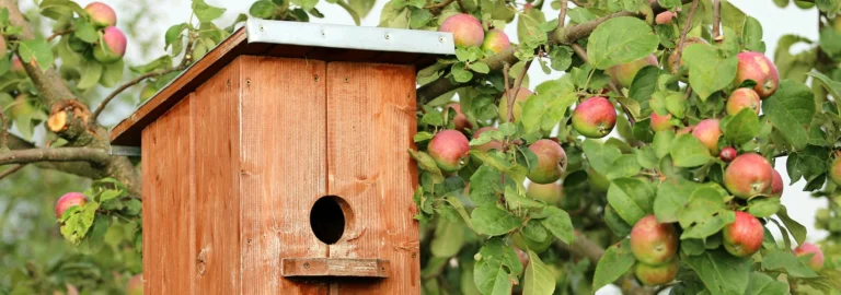 Vogelhäuser selbst bauen: Anleitung, Tipps und Ideen für Ihr Gartenparadies