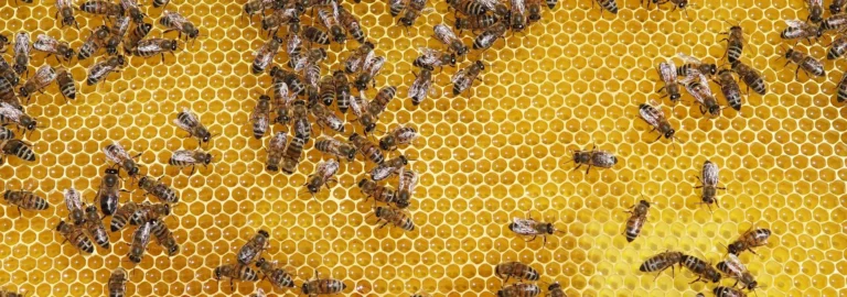 Bienenwachstücher selber machen: Nachhaltig, Praktisch und Einfach Selbermachen