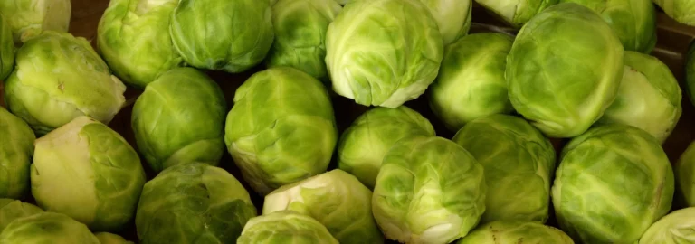 Rosenkohl: Nährstoffreiches Wintergemüse