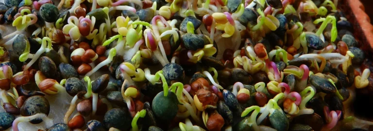Sprossen ziehen: Eine einfache Anleitung für frische Nahrungsmittel
