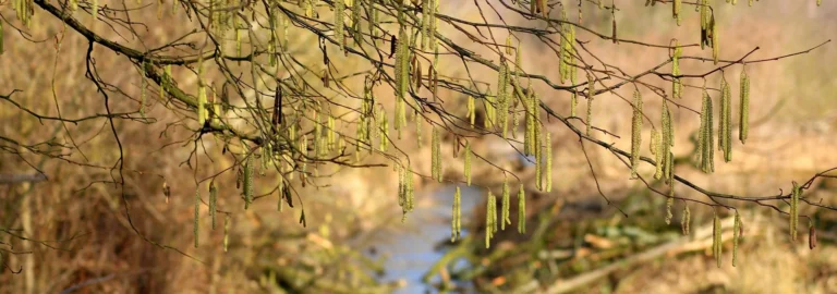 Der Februar – Der kürzeste Monat des Jahres und seine Bedeutung